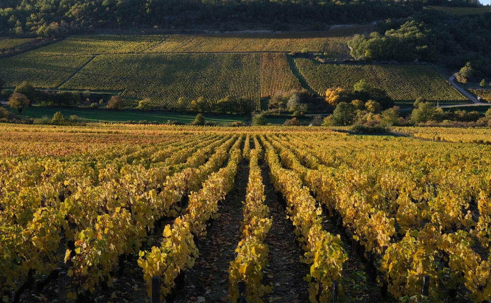 Chanzy, 66 hectares de vignes